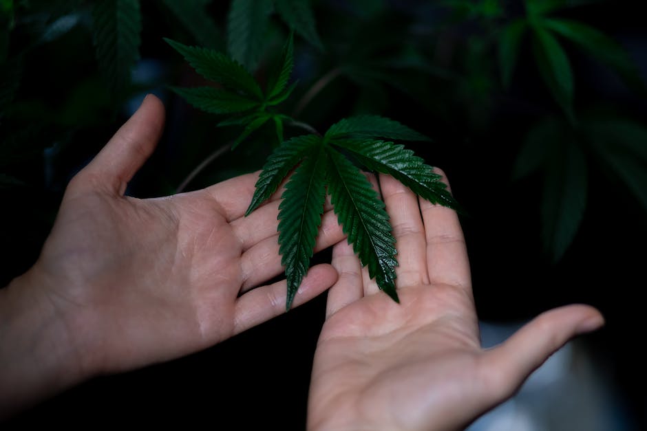 Hype Cannabis Co.: California's Premier Cannabis Cultivator